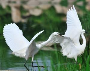 白鹭园事件吃瓜,揭秘背后真相，吃瓜群众热议不断