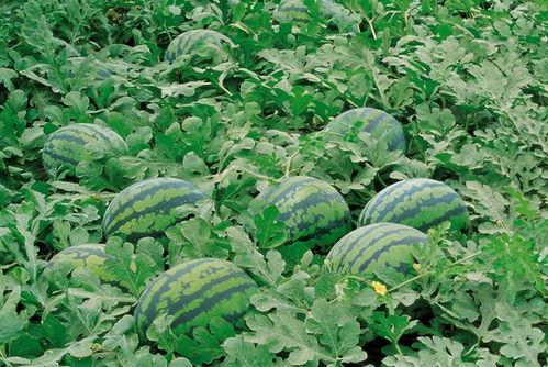 辽东学院吃瓜,校园吃瓜文化盛行，揭秘校园生活趣味瞬间