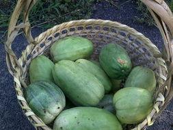 梦到母亲摘瓜吃,母亲摘瓜食的温馨寓意