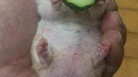 吃瓜老王聊天,揭秘娱乐圈那些不为人知的幕后故事