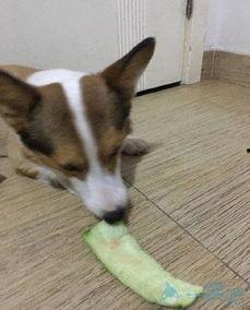 吃瓜土狗的意思,网络热词背后的文化现象