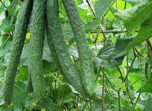 天天吃梨瓜,健康常伴——梨瓜美食日记