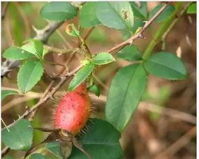 烟台金腰板吃瓜,揭秘瓜界新宠的传奇魅力