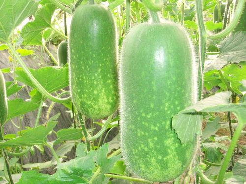 晚上吃网纹瓜减肥吗