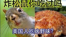 松鼠和主人一起吃沙白瓜