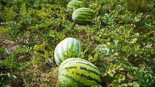 武穴市吃瓜,瓜果飘香，品味生活新篇章